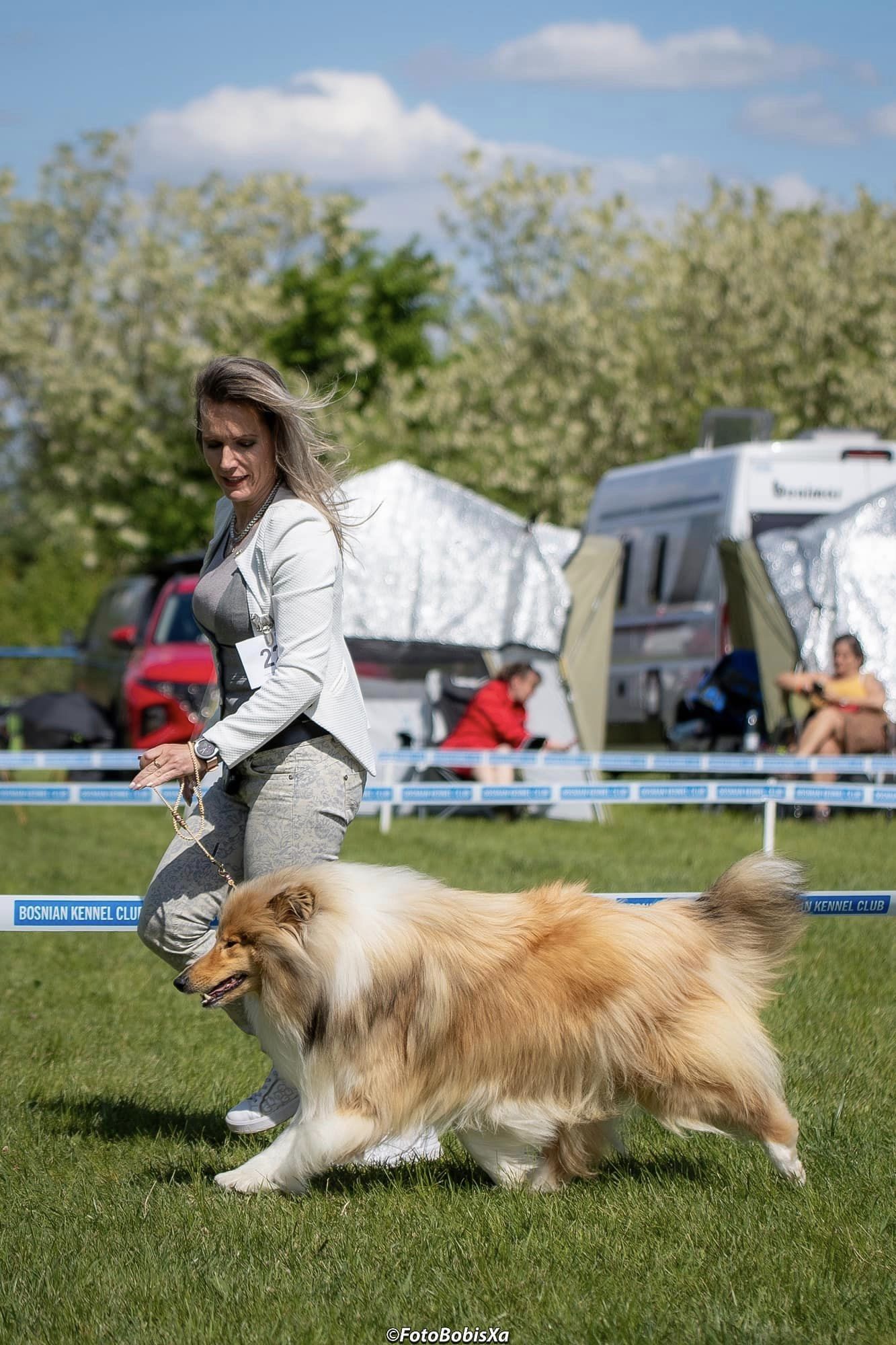 Rough collie 194