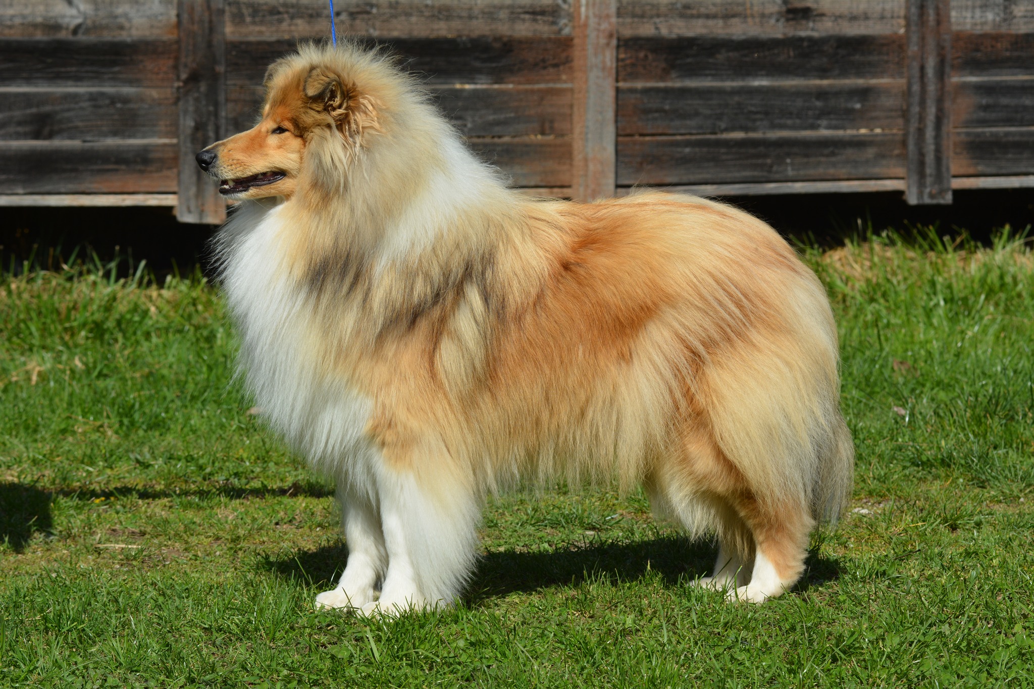 Rough collie 196