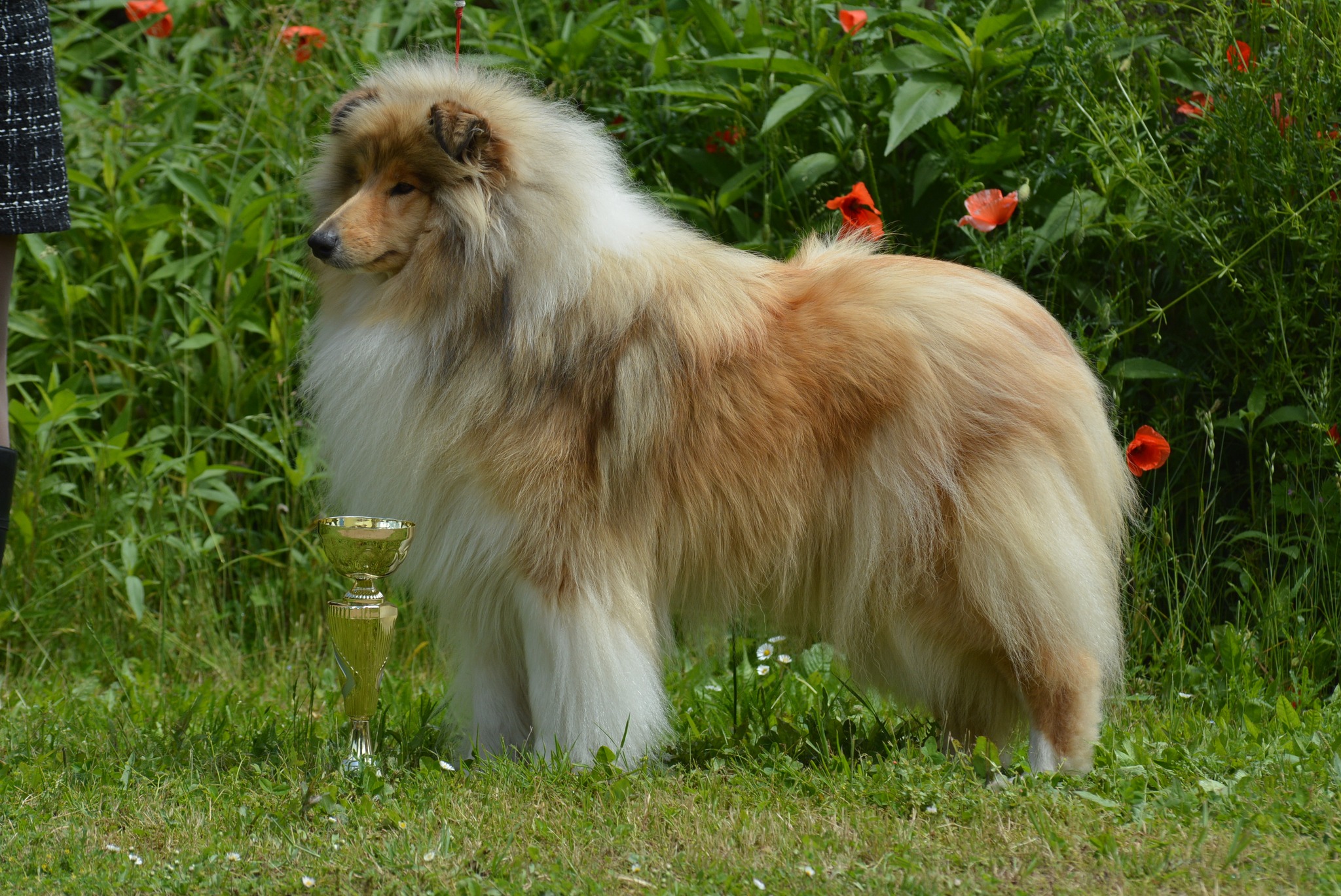 Rough collie 197
