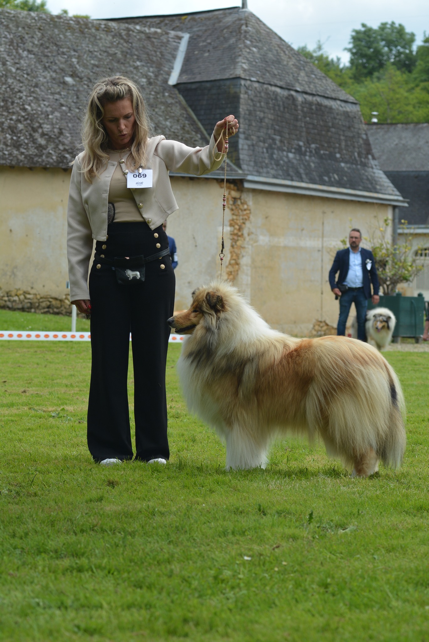 Rough collie 198