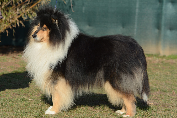 Rough collie 290