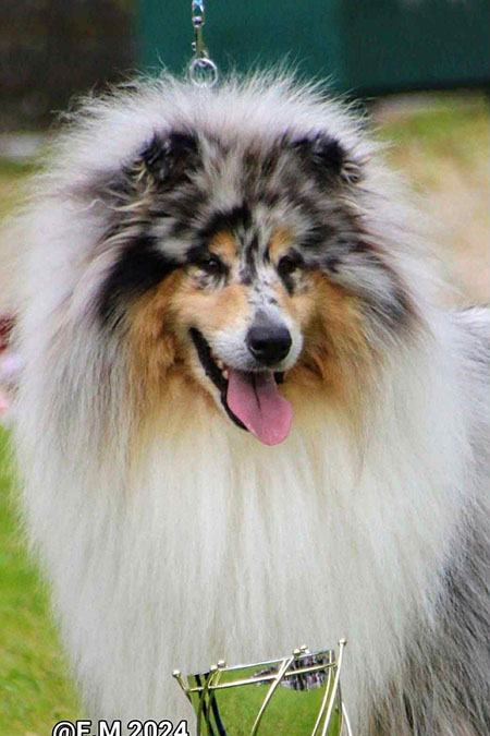 Rough collie 327