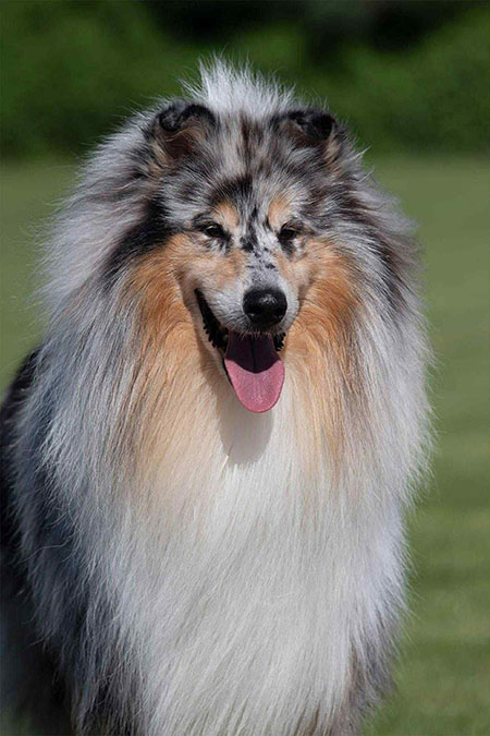 Rough collie 329