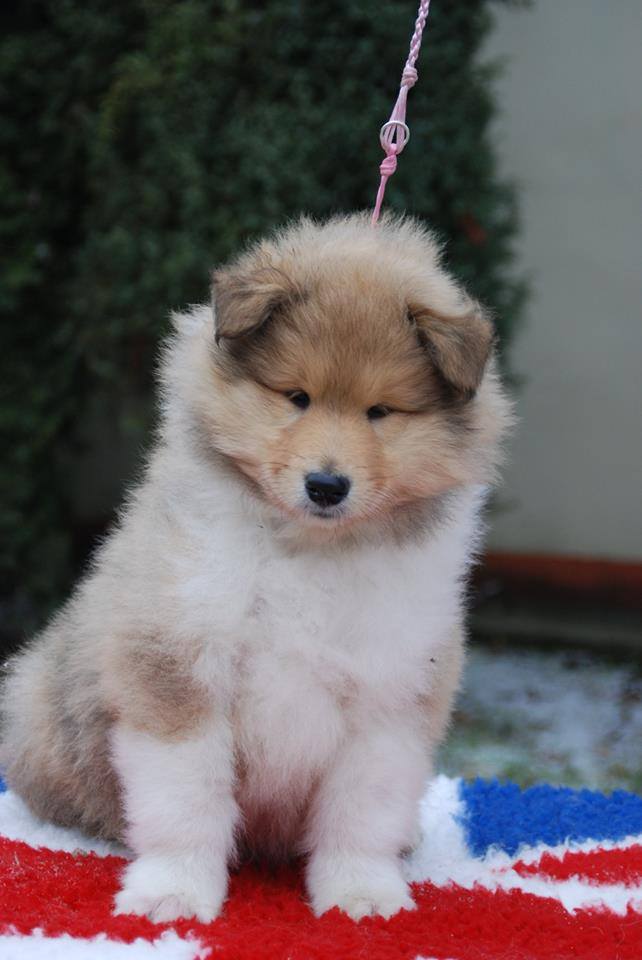 Rough collie 148