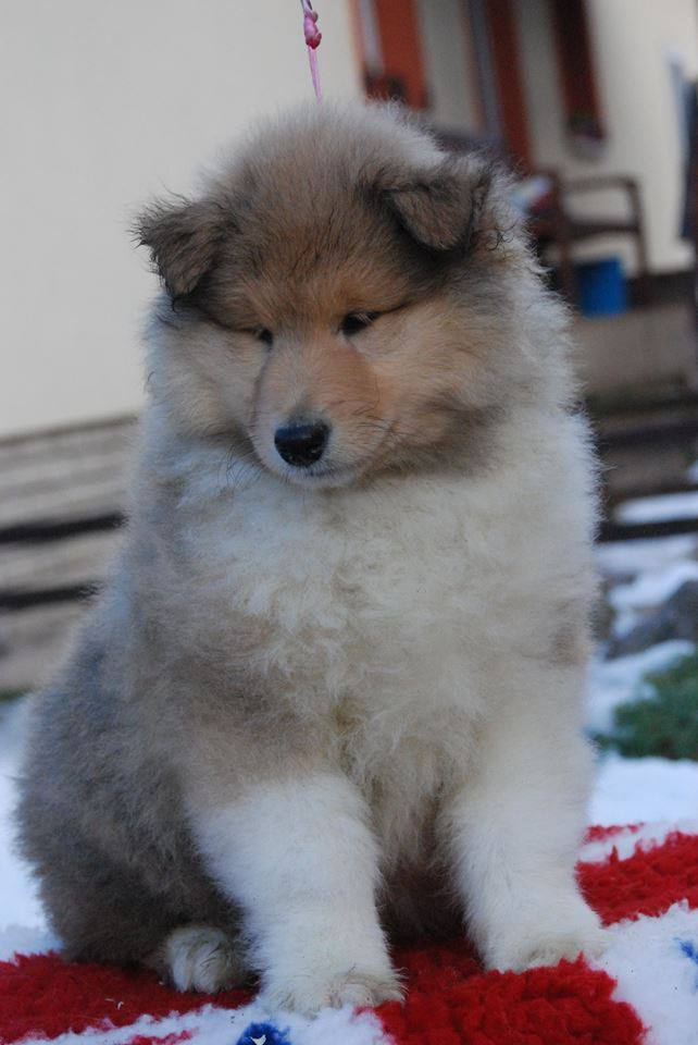 Rough collie 150