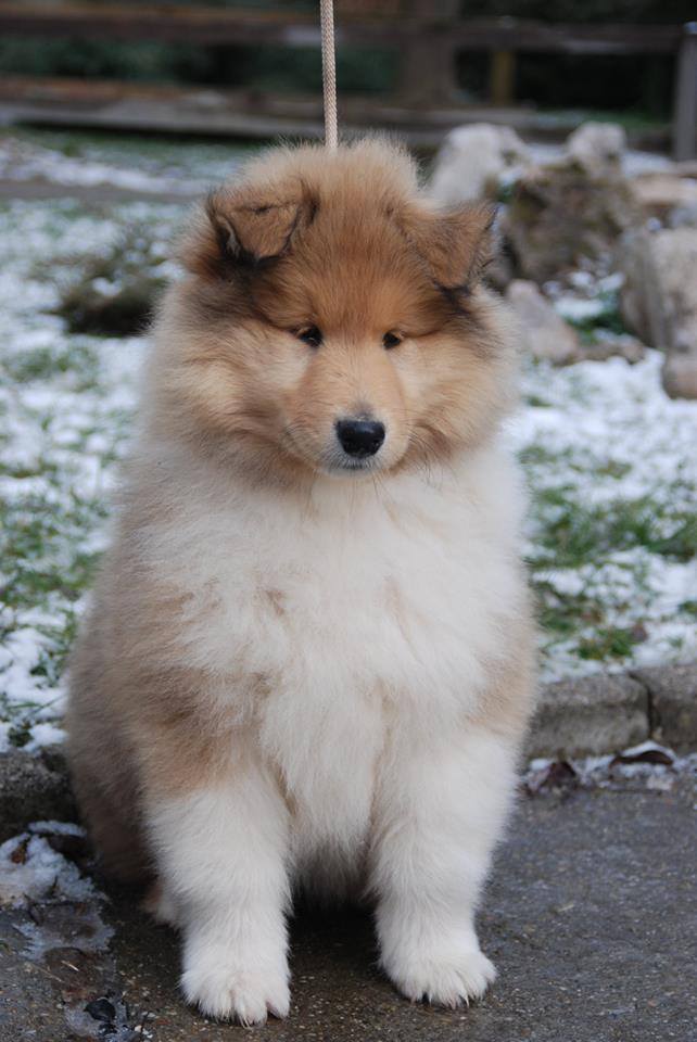 Rough collie 151