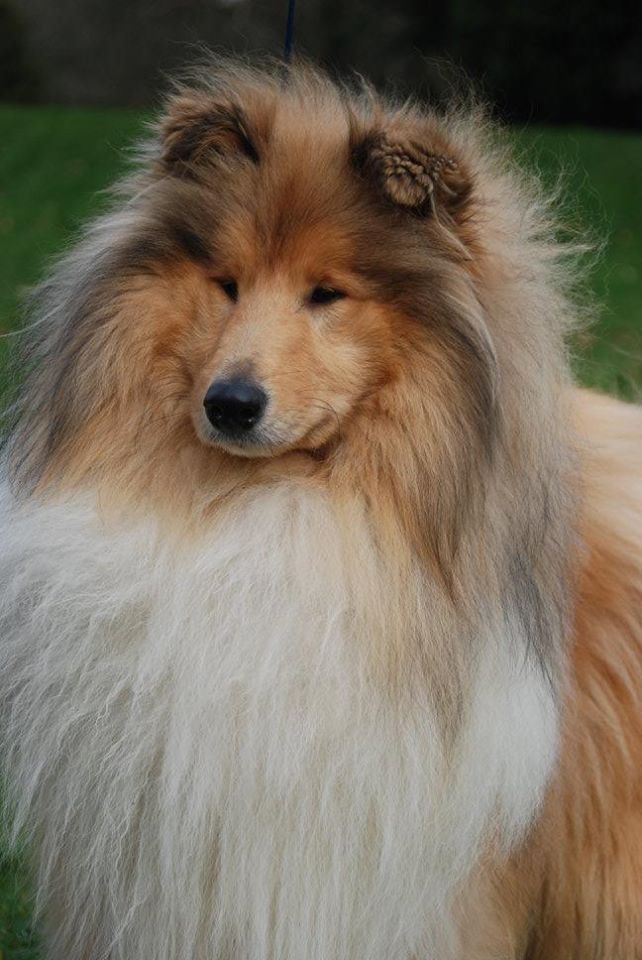 Rough collie 153