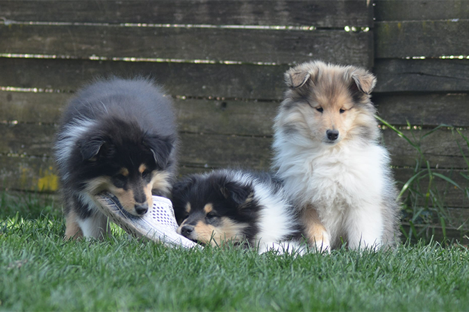 Rough collie 332
