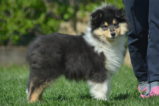 Rough collie 334