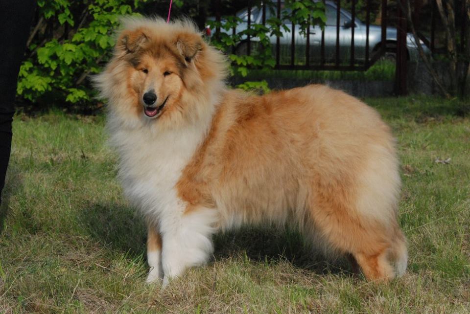 Rough collie 66