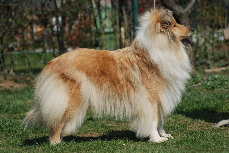 Rough collie 75