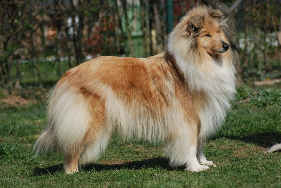 Rough collie 76
