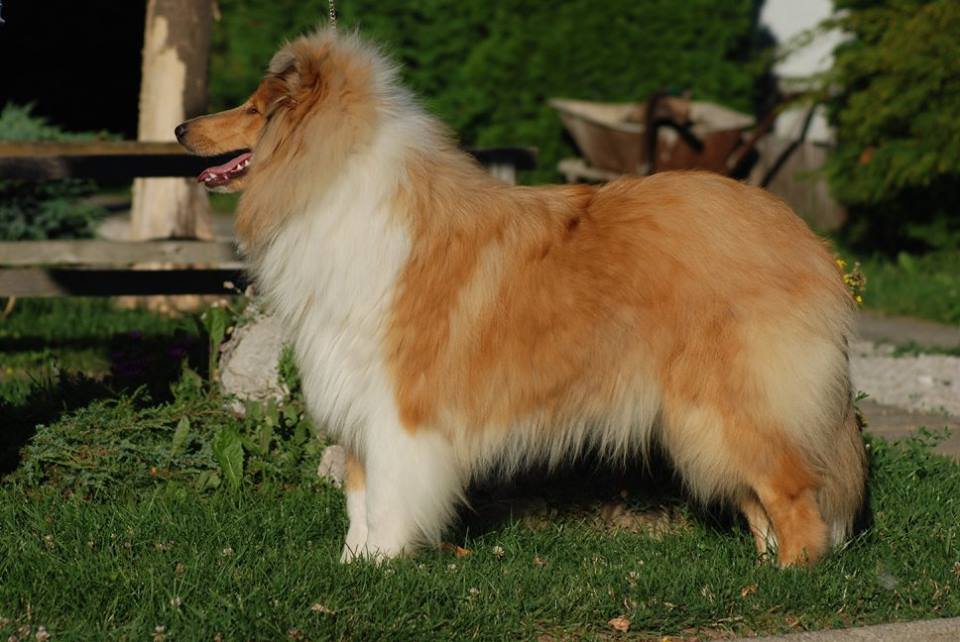 Rough collie 67