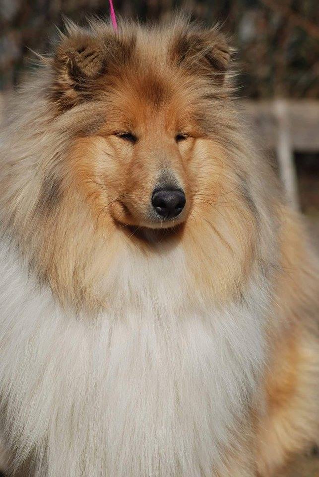 Rough collie 68