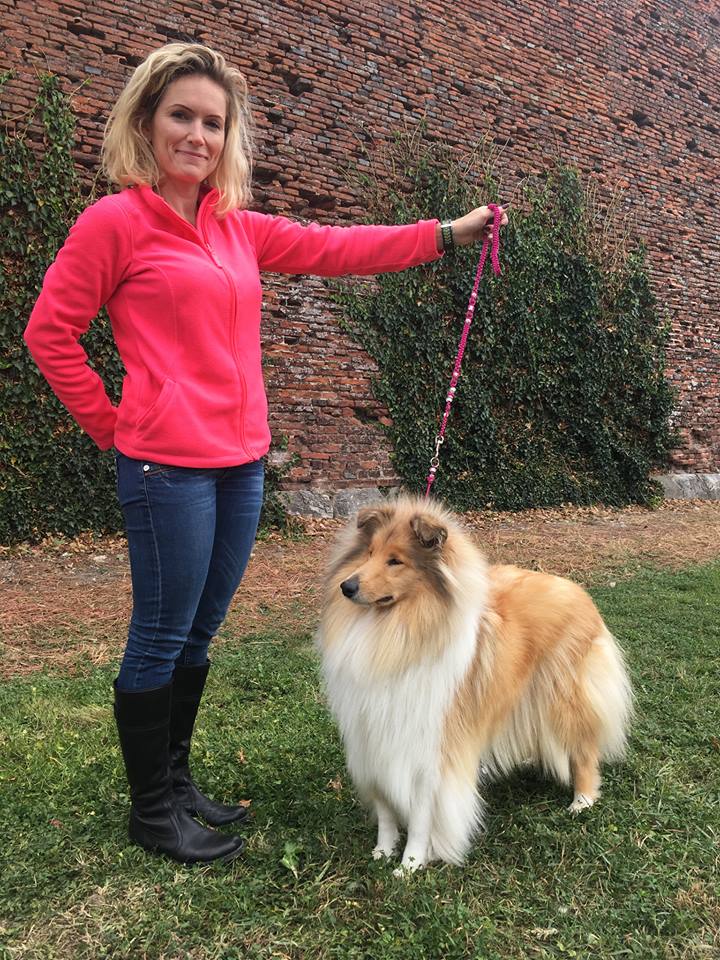 Rough collie 70