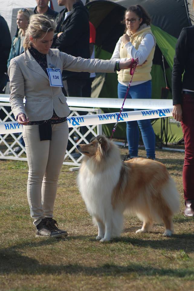 Rough collie 71