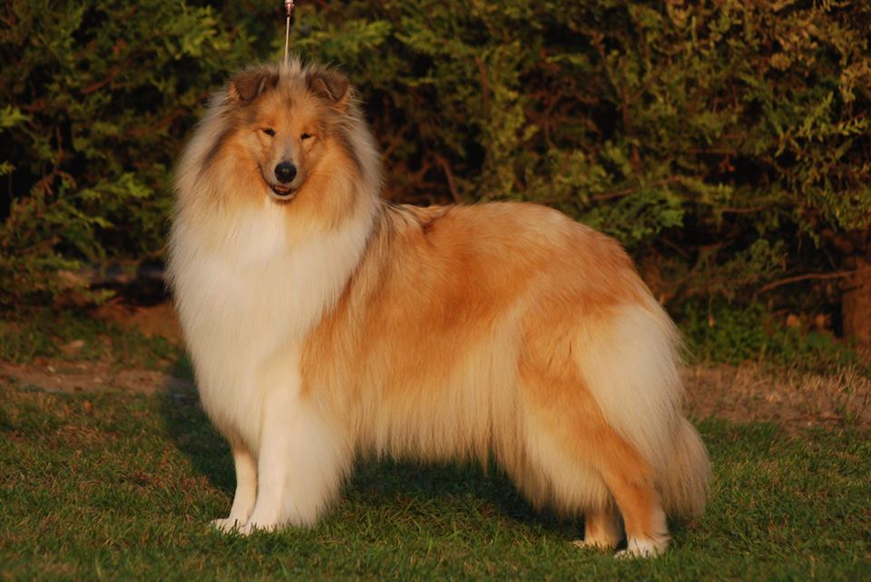 Rough collie 72