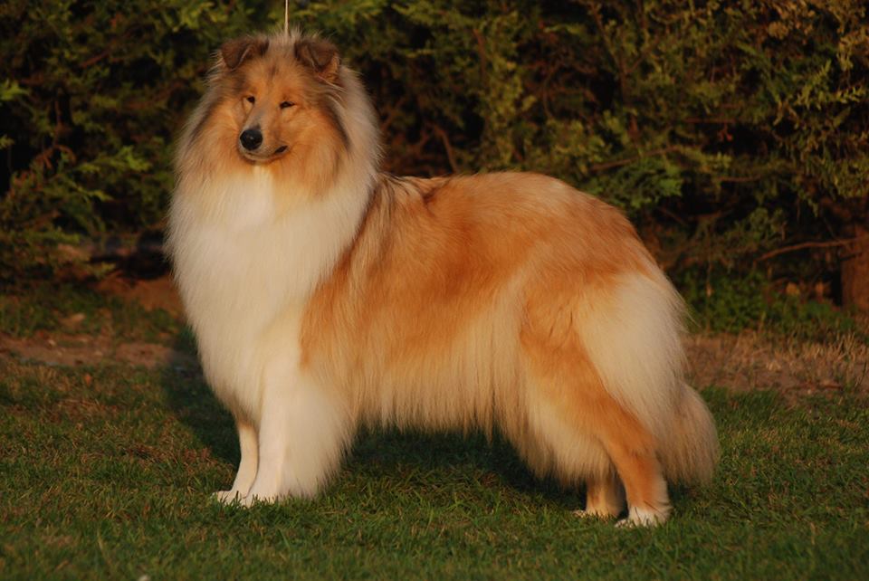 Rough collie 73
