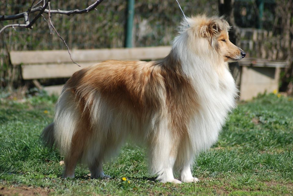 Rough collie 74