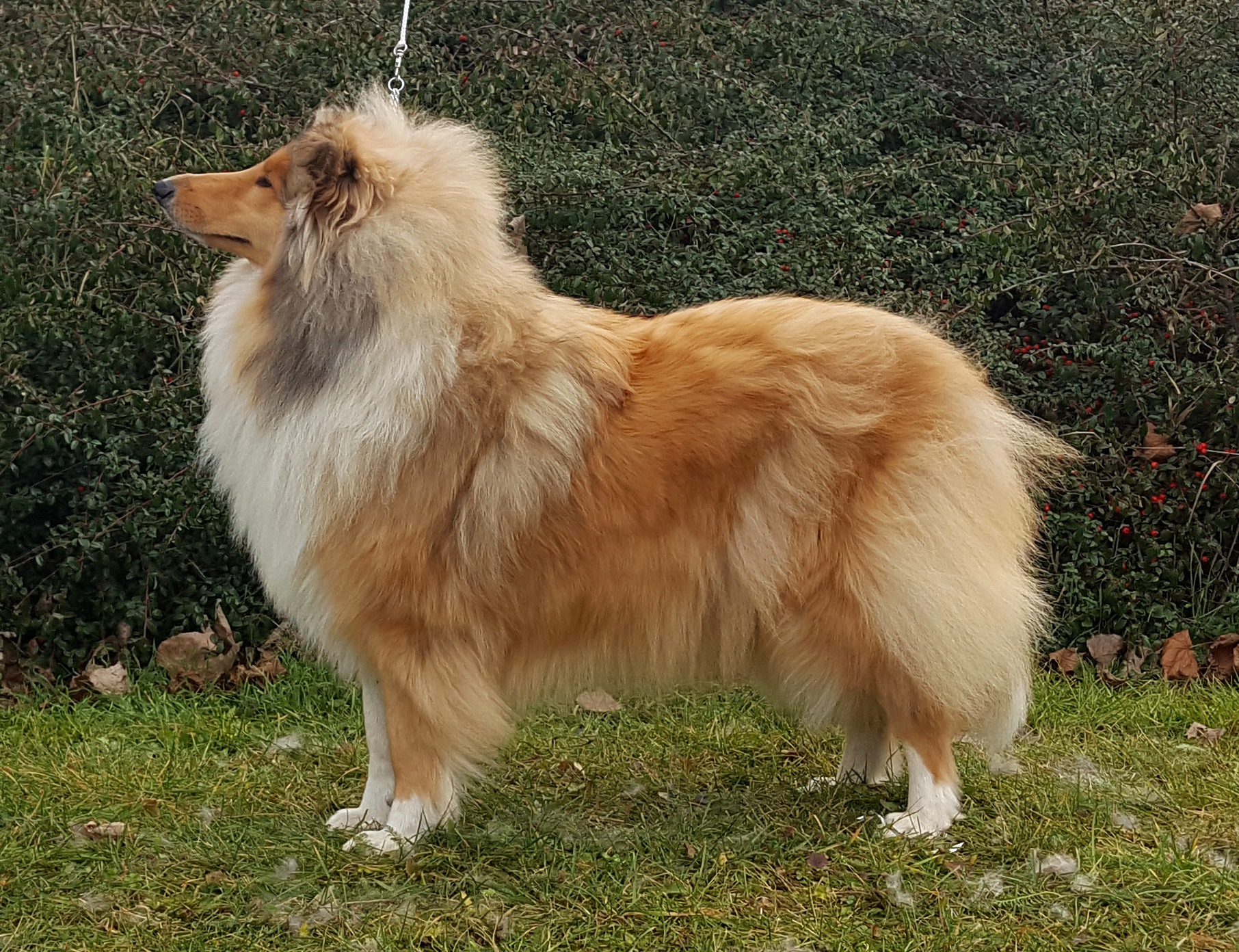 Rough collie 154