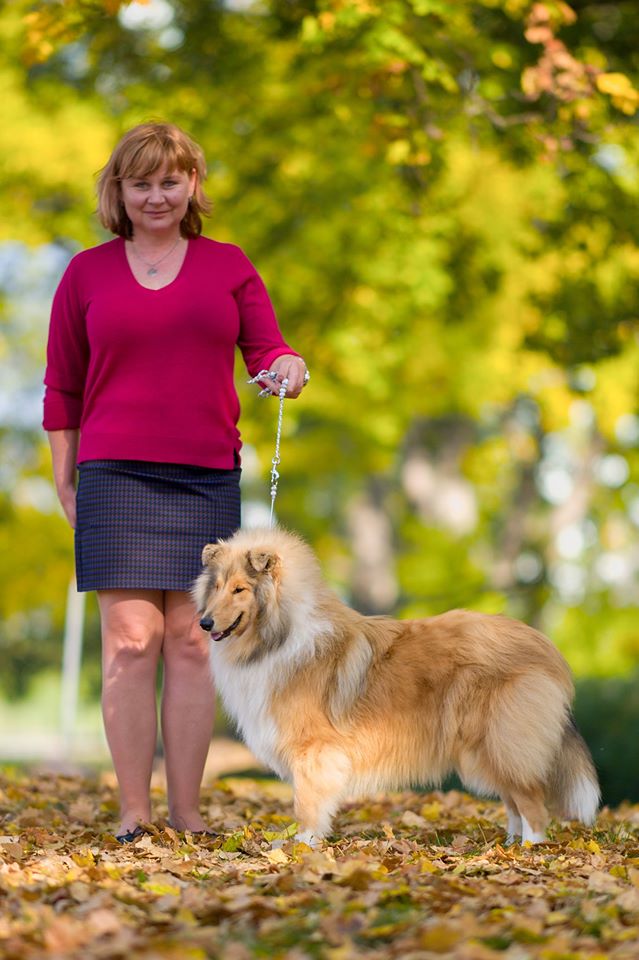 Rough collie 155