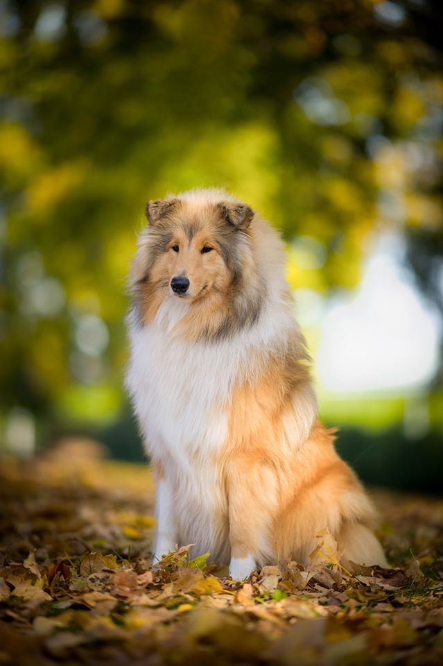 Rough collie 156