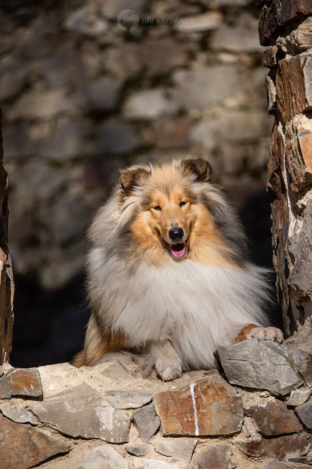 Rough collie 157