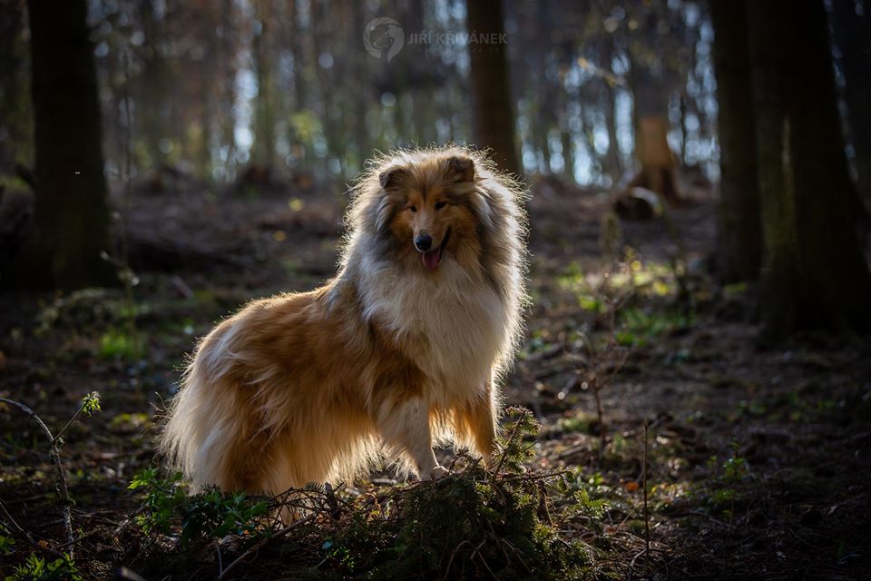 Rough collie 158